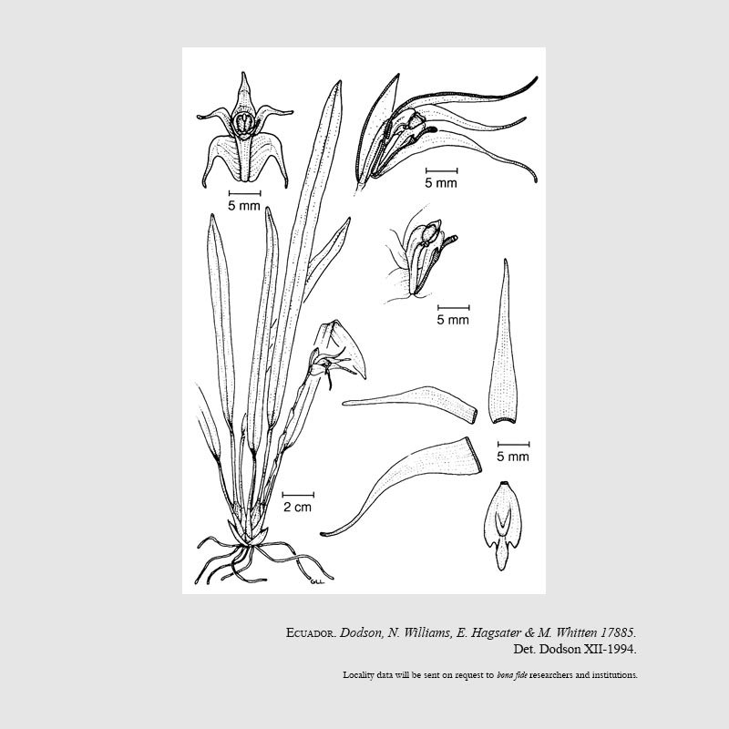 Maxillaria whittenii